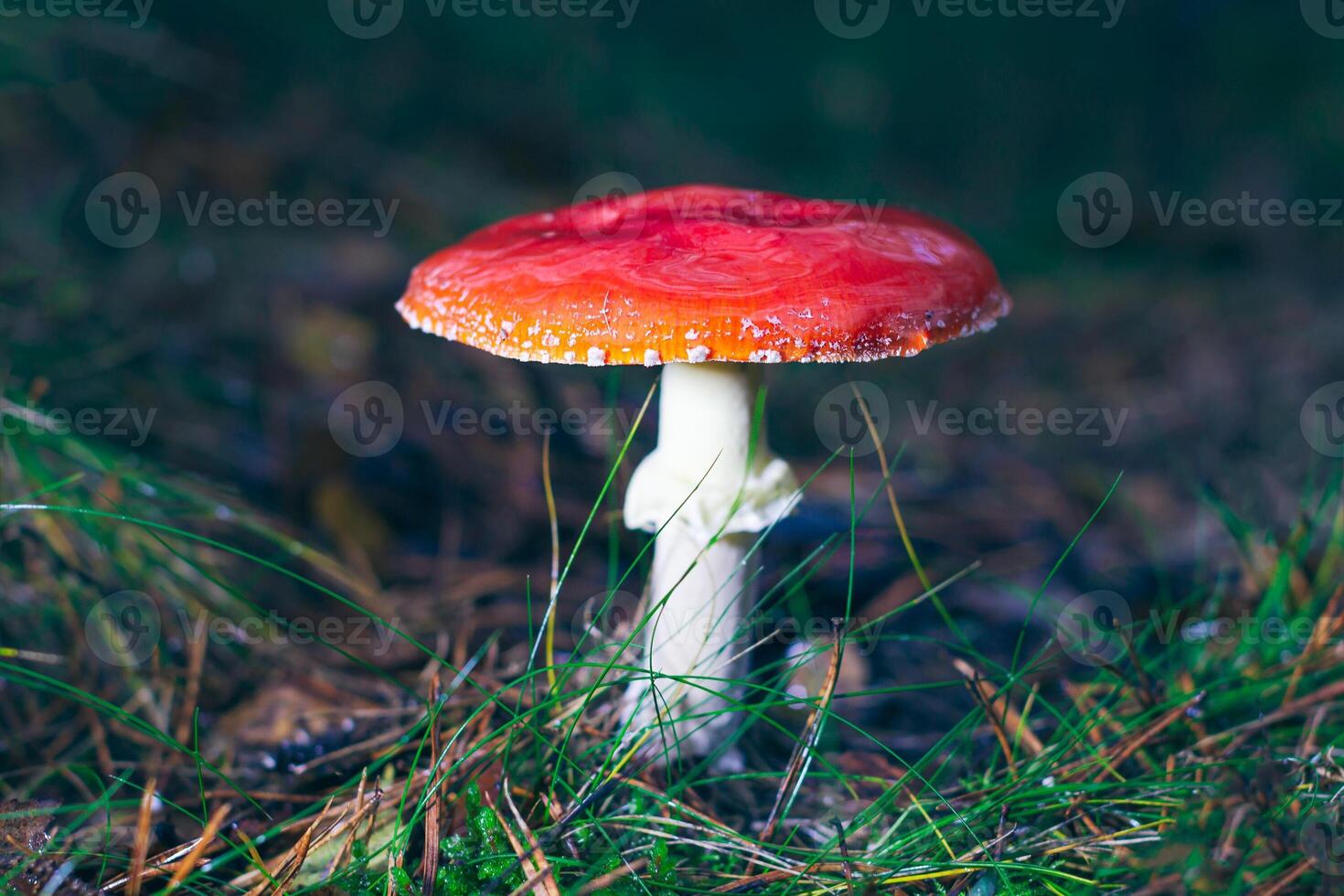 Mature Amanita Muscaria, Known as the Fly Agaric or Fly Amanita. Healing and Medicinal Mushroom with Red Cap Growing in Forest. Can Be Used for Micro Dosing, Spiritual Practices and Shaman Rituals photo