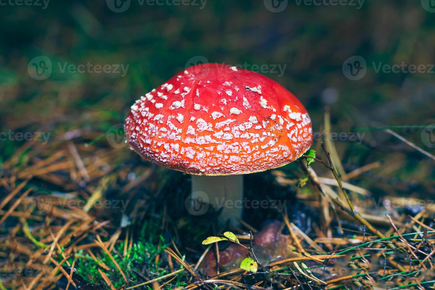 Mature Amanita Muscaria, Known as the Fly Agaric or Fly Amanita. Healing and Medicinal Mushroom with Red Cap Growing in Forest. Can Be Used for Micro Dosing, Spiritual Practices and Shaman Rituals photo