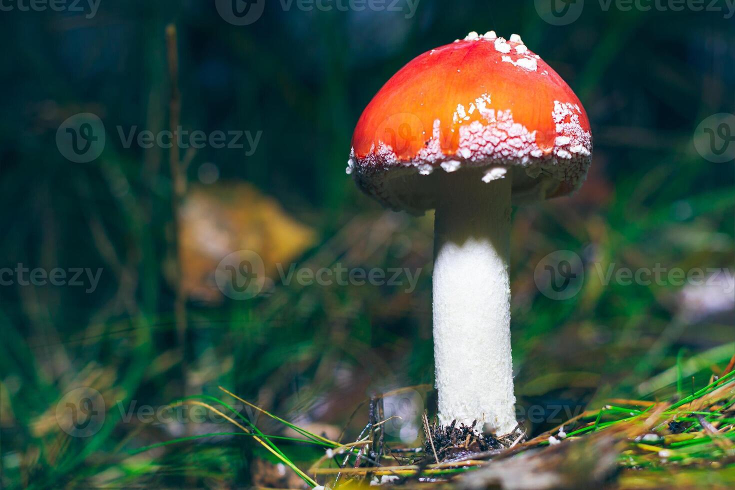 Young Amanita Muscaria, Known as the Fly Agaric or Fly Amanita. Healing and Medicinal Mushroom with Red Cap Growing in Forest. Can Be Used for Micro Dosing, Spiritual Practices and Shaman Rituals photo