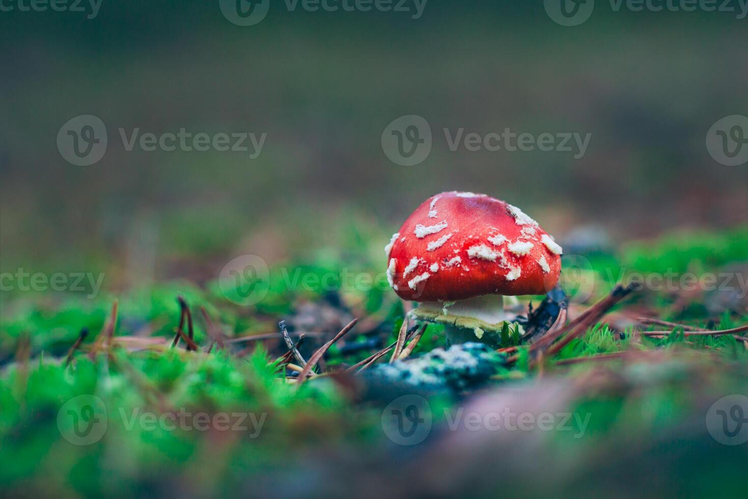 Young Amanita Muscaria, Known as the Fly Agaric or Fly Amanita. Healing and Medicinal Mushroom with Red Cap Growing in Forest. Can Be Used for Micro Dosing, Spiritual Practices and Shaman Rituals photo