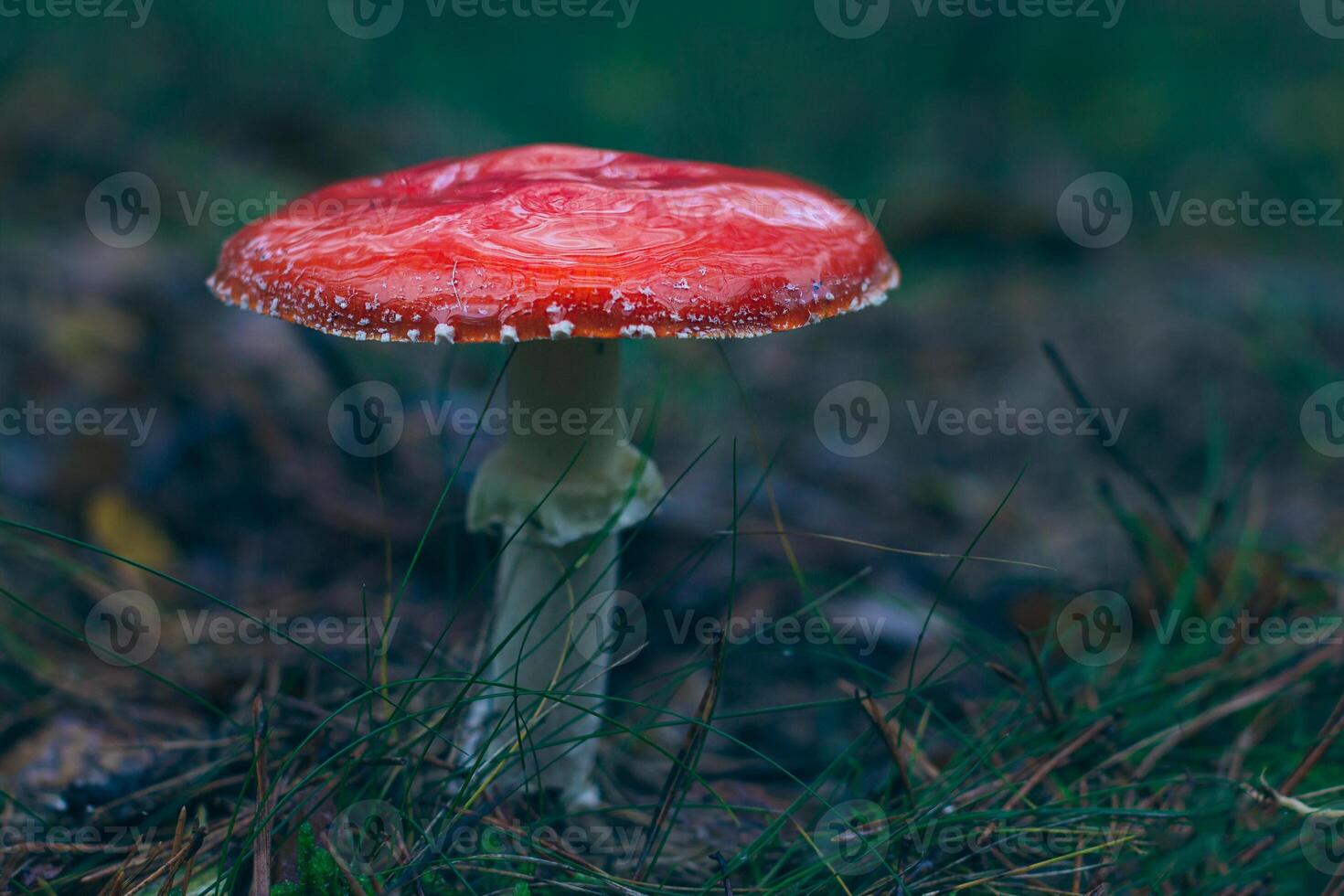Mature Amanita Muscaria, Known as the Fly Agaric or Fly Amanita. Healing and Medicinal Mushroom with Red Cap Growing in Forest. Can Be Used for Micro Dosing, Spiritual Practices and Shaman Rituals photo