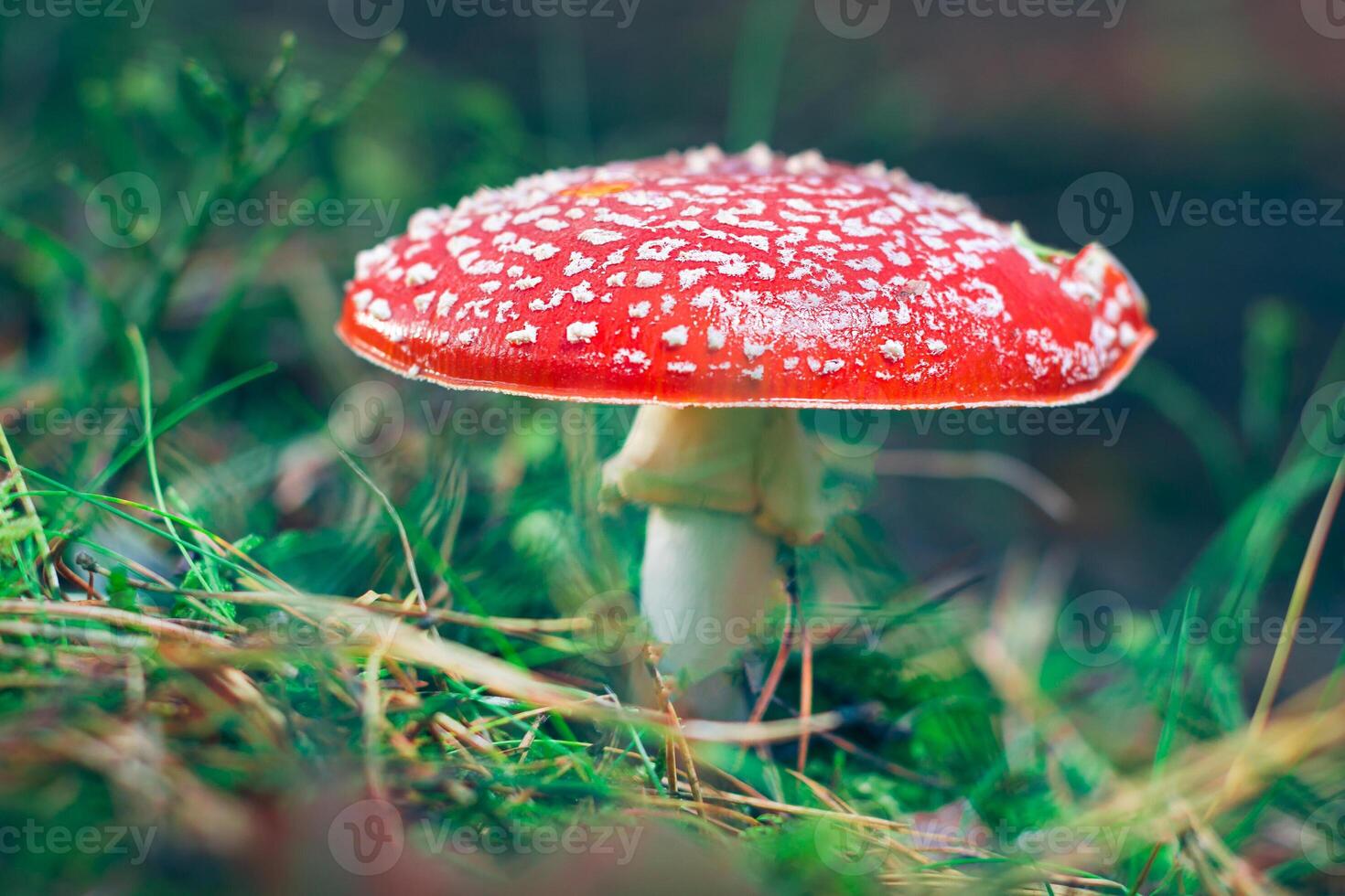 Mature Amanita Muscaria, Known as the Fly Agaric or Fly Amanita. Healing and Medicinal Mushroom with Red Cap Growing in Forest. Can Be Used for Micro Dosing, Spiritual Practices and Shaman Rituals photo