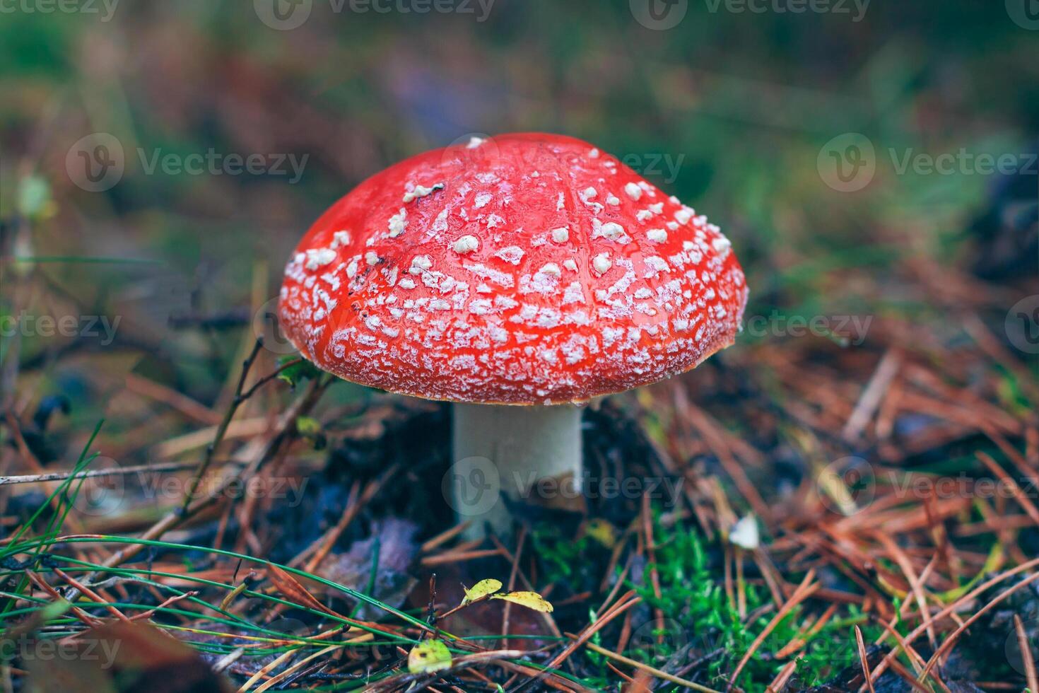 Mature Amanita Muscaria, Known as the Fly Agaric or Fly Amanita. Healing and Medicinal Mushroom with Red Cap Growing in Forest. Can Be Used for Micro Dosing, Spiritual Practices and Shaman Rituals photo
