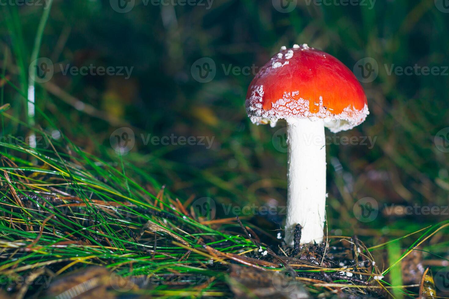 Young Amanita Muscaria, Known as the Fly Agaric or Fly Amanita. Healing and Medicinal Mushroom with Red Cap Growing in Forest. Can Be Used for Micro Dosing, Spiritual Practices and Shaman Rituals photo