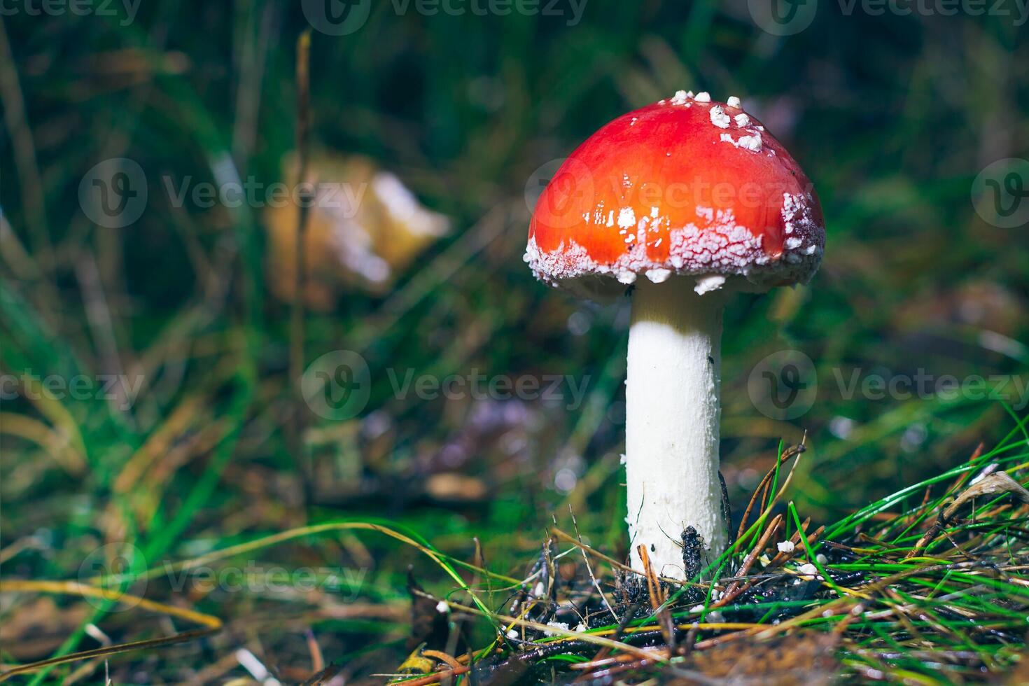 Young Amanita Muscaria, Known as the Fly Agaric or Fly Amanita. Healing and Medicinal Mushroom with Red Cap Growing in Forest. Can Be Used for Micro Dosing, Spiritual Practices and Shaman Rituals photo