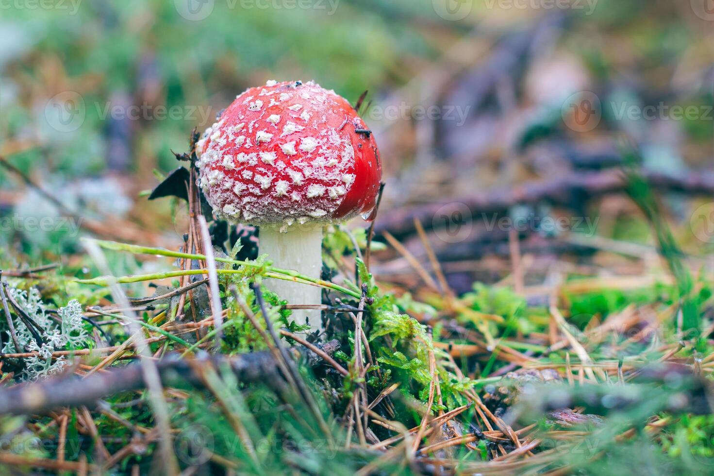 Young Amanita Muscaria, Known as the Fly Agaric or Fly Amanita. Healing and Medicinal Mushroom with Red Cap Growing in Forest. Can Be Used for Micro Dosing, Spiritual Practices and Shaman Rituals photo