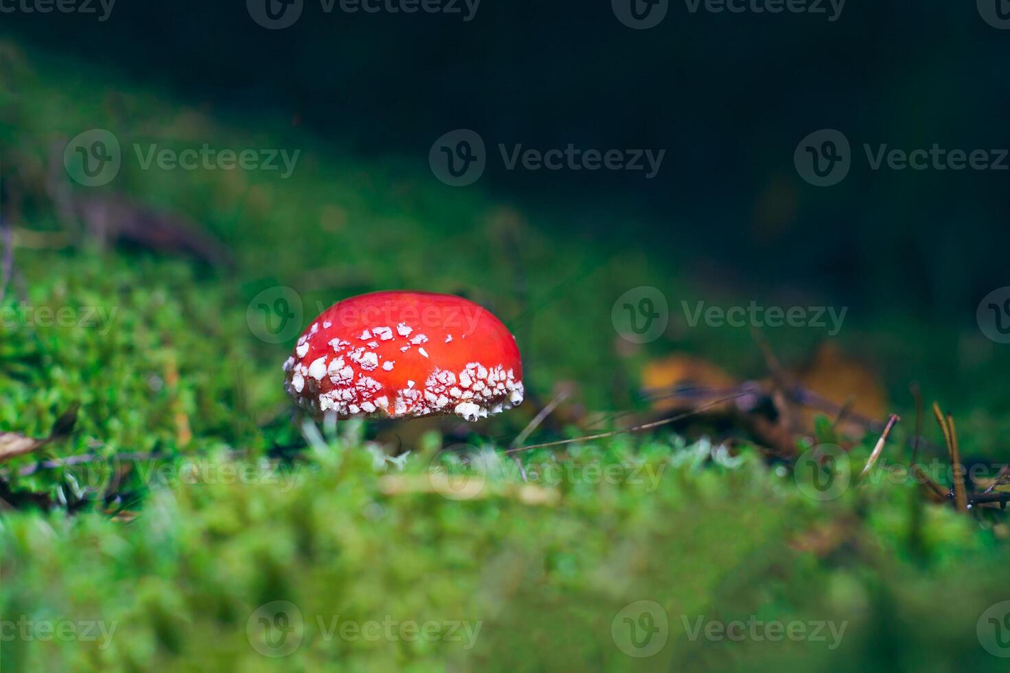 Young Amanita Muscaria, Known as the Fly Agaric or Fly Amanita. Healing and Medicinal Mushroom with Red Cap Growing in Forest. Can Be Used for Micro Dosing, Spiritual Practices and Shaman Rituals photo