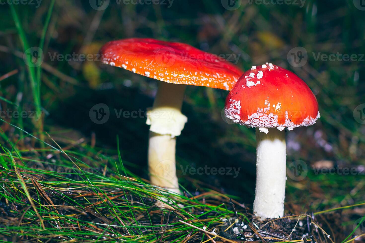 Two Amanita Muscaria, Known as the Fly Agaric or Fly Amanita. Healing and Medicinal Mushroom with Red Cap Growing in Forest. Can Be Used for Micro Dosing, Spiritual Practices and Shaman Rituals photo