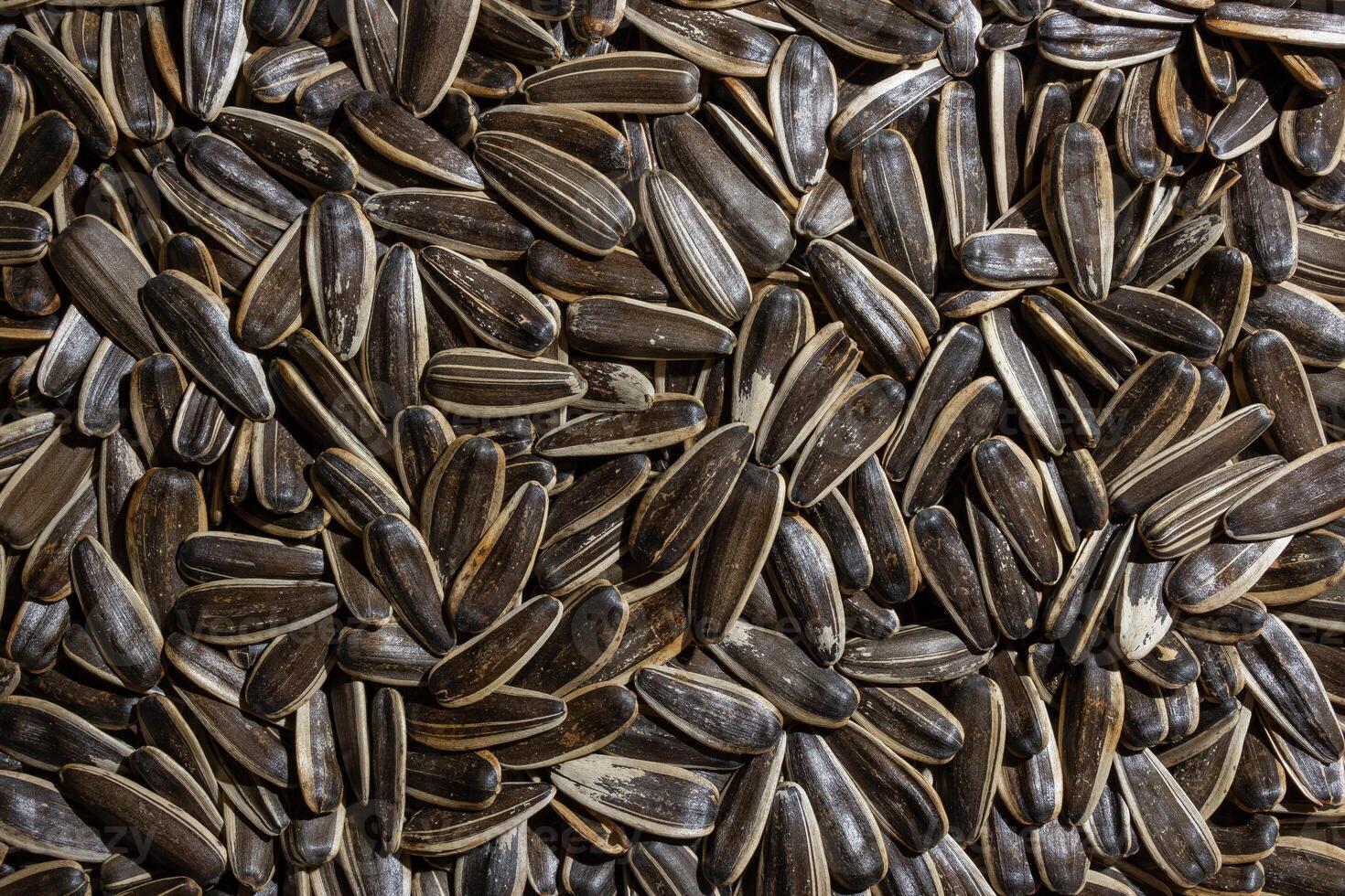 Non Salty Roasted Sunflower Seeds in Shell. A Culinary Canvas of Sunflower Kernels, Creating a Lively and Textured Background for Gourmet Cooking. Scattered Sun Flower Seeds - Top View, Flat Lay photo