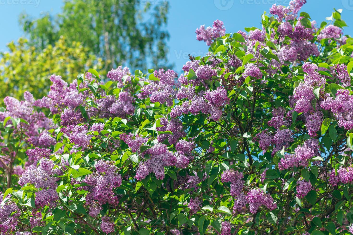 Lilac Bush Blooms in Spring at Daytime. Violet Spring Flowers with Soft Aroma. Spring and Summer Gardening. Lilac Blossom. Purple Lilac Bush photo