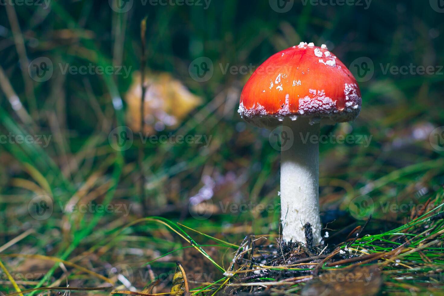 Young Amanita Muscaria, Known as the Fly Agaric or Fly Amanita. Healing and Medicinal Mushroom with Red Cap Growing in Forest. Can Be Used for Micro Dosing, Spiritual Practices and Shaman Rituals photo