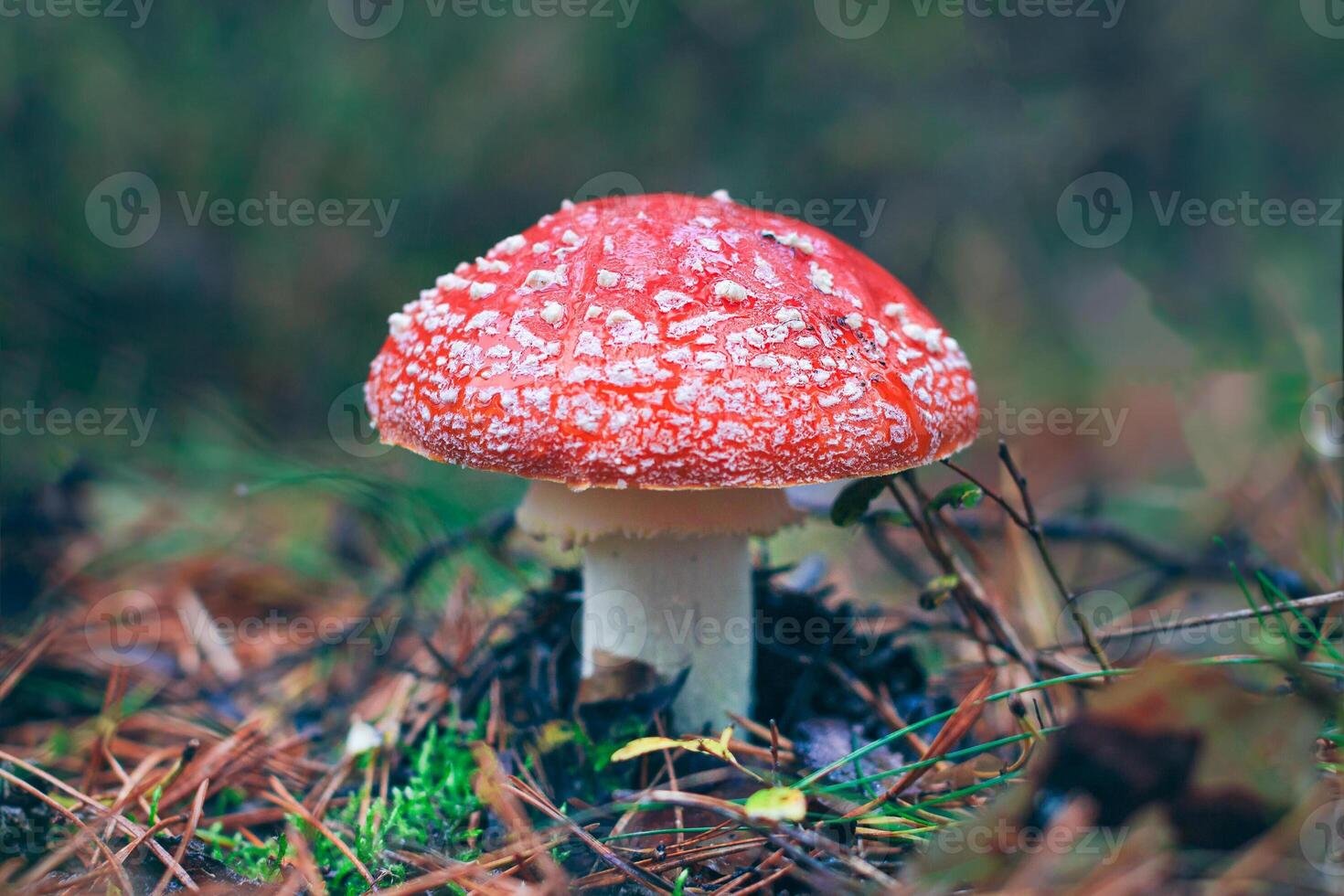 Mature Amanita Muscaria, Known as the Fly Agaric or Fly Amanita. Healing and Medicinal Mushroom with Red Cap Growing in Forest. Can Be Used for Micro Dosing, Spiritual Practices and Shaman Rituals photo