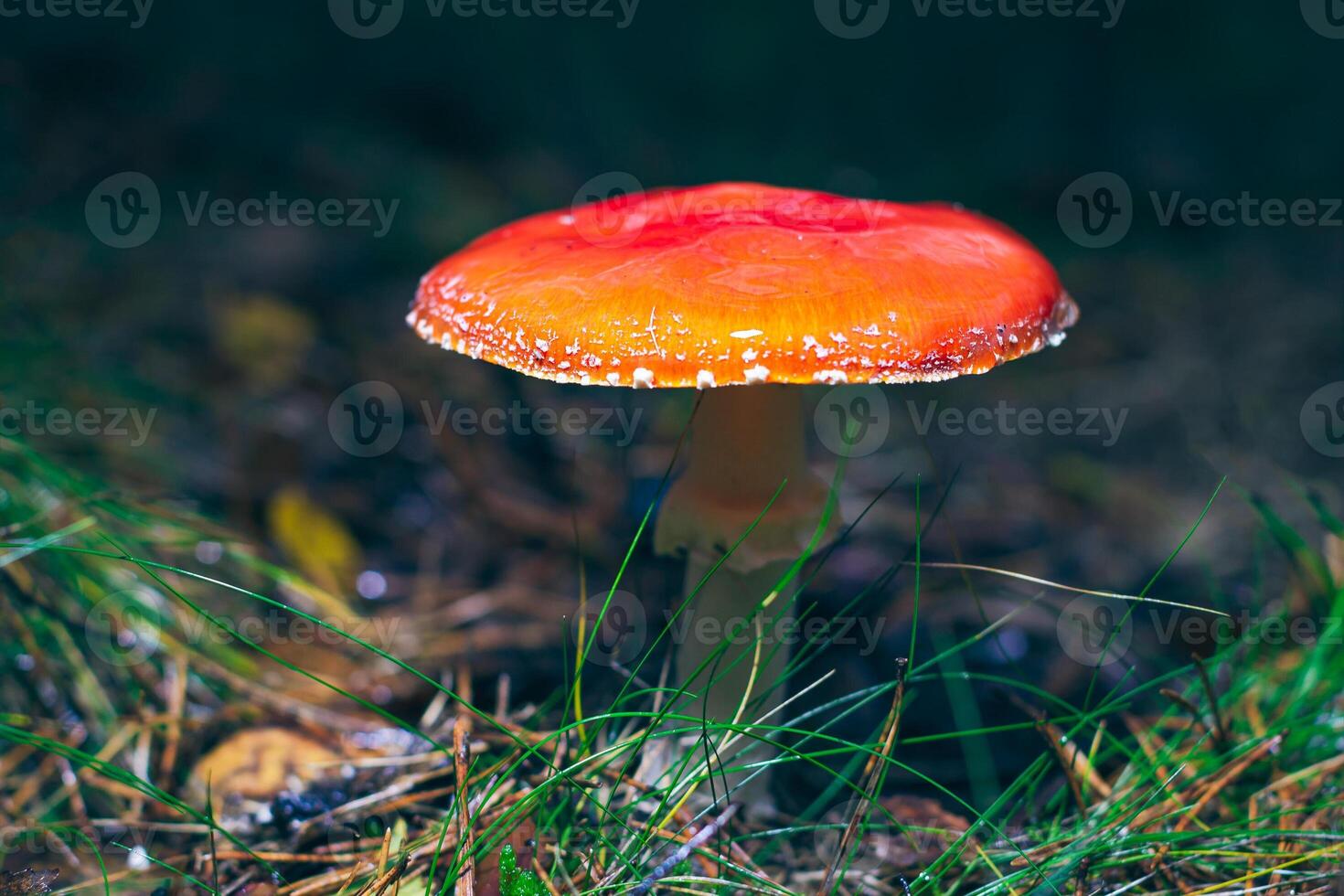 Mature Amanita Muscaria, Known as the Fly Agaric or Fly Amanita. Healing and Medicinal Mushroom with Red Cap Growing in Forest. Can Be Used for Micro Dosing, Spiritual Practices and Shaman Rituals photo