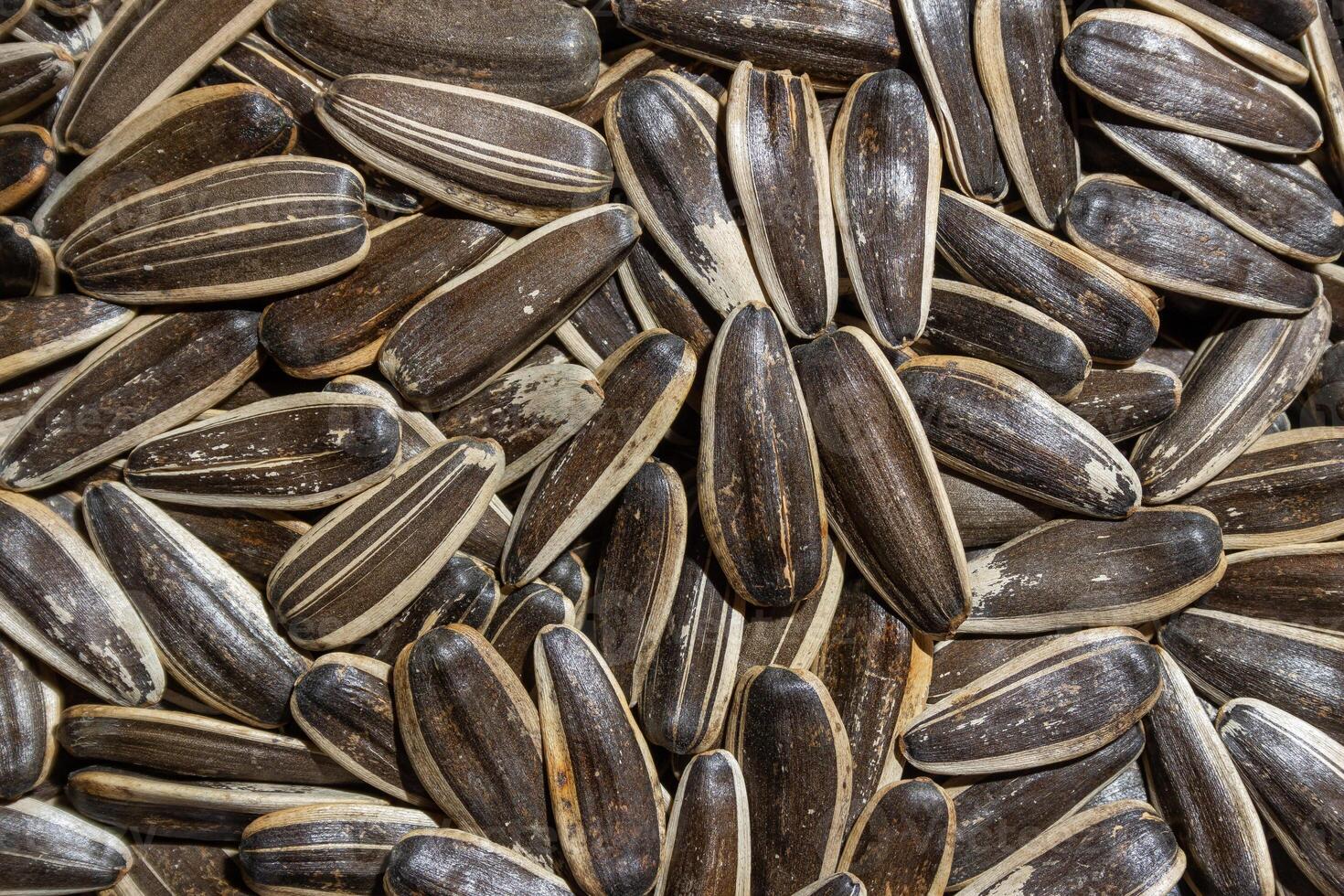 Non Salty Roasted Sunflower Seeds in Shell. A Culinary Canvas of Sunflower Kernels, Creating a Lively and Textured Background for Gourmet Cooking. Scattered Sun Flower Seeds - Top View, Flat Lay photo