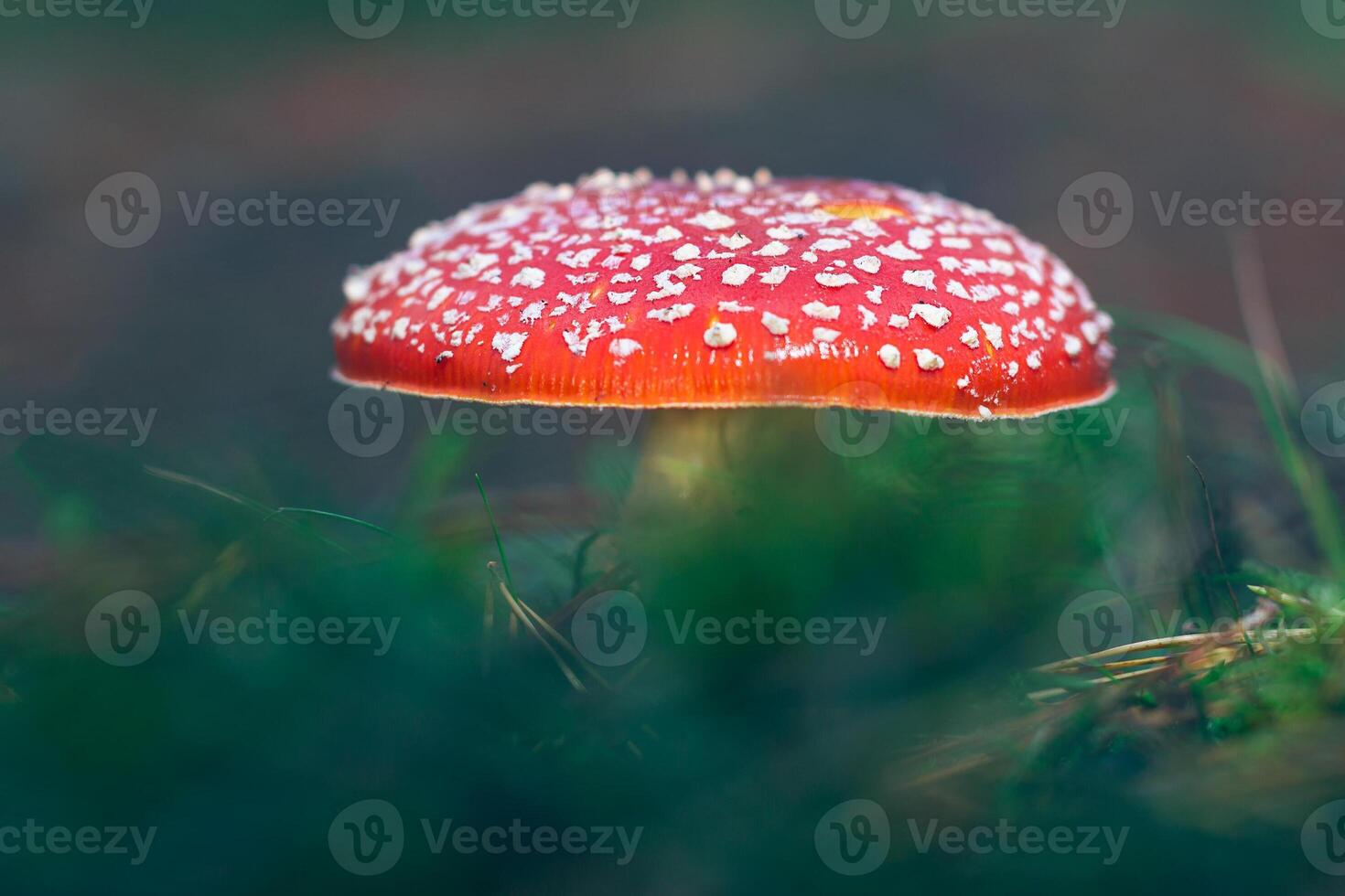 Mature Amanita Muscaria, Known as the Fly Agaric or Fly Amanita. Healing and Medicinal Mushroom with Red Cap Growing in Forest. Can Be Used for Micro Dosing, Spiritual Practices and Shaman Rituals photo