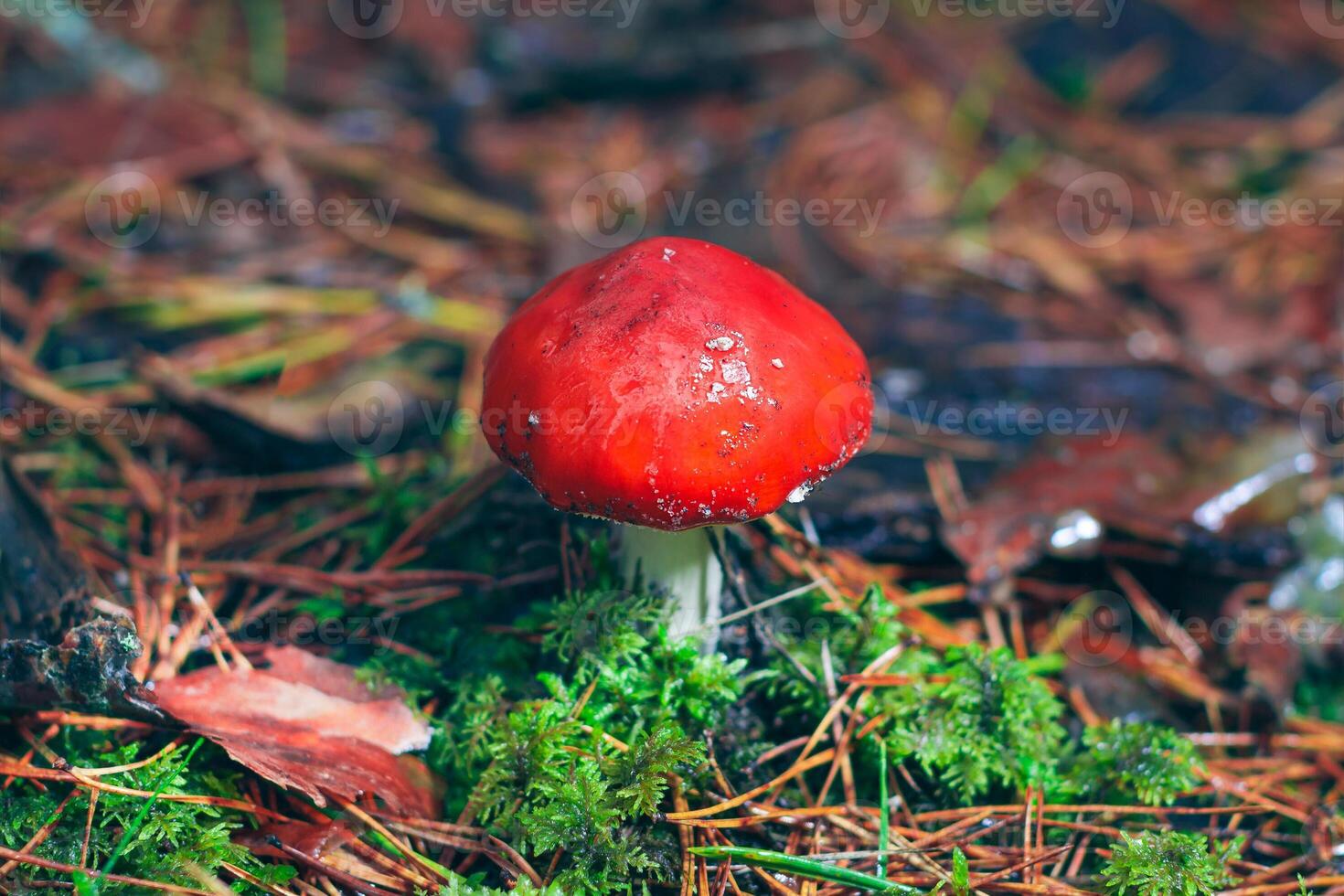 Amanita Muscaria, Known as the Fly Agaric or Fly Amanita. Healing and Medicinal Mushroom with Red Cap Growing in Forest. Can Be Used for Micro Dosing, Spiritual Practices and Shaman Rituals photo