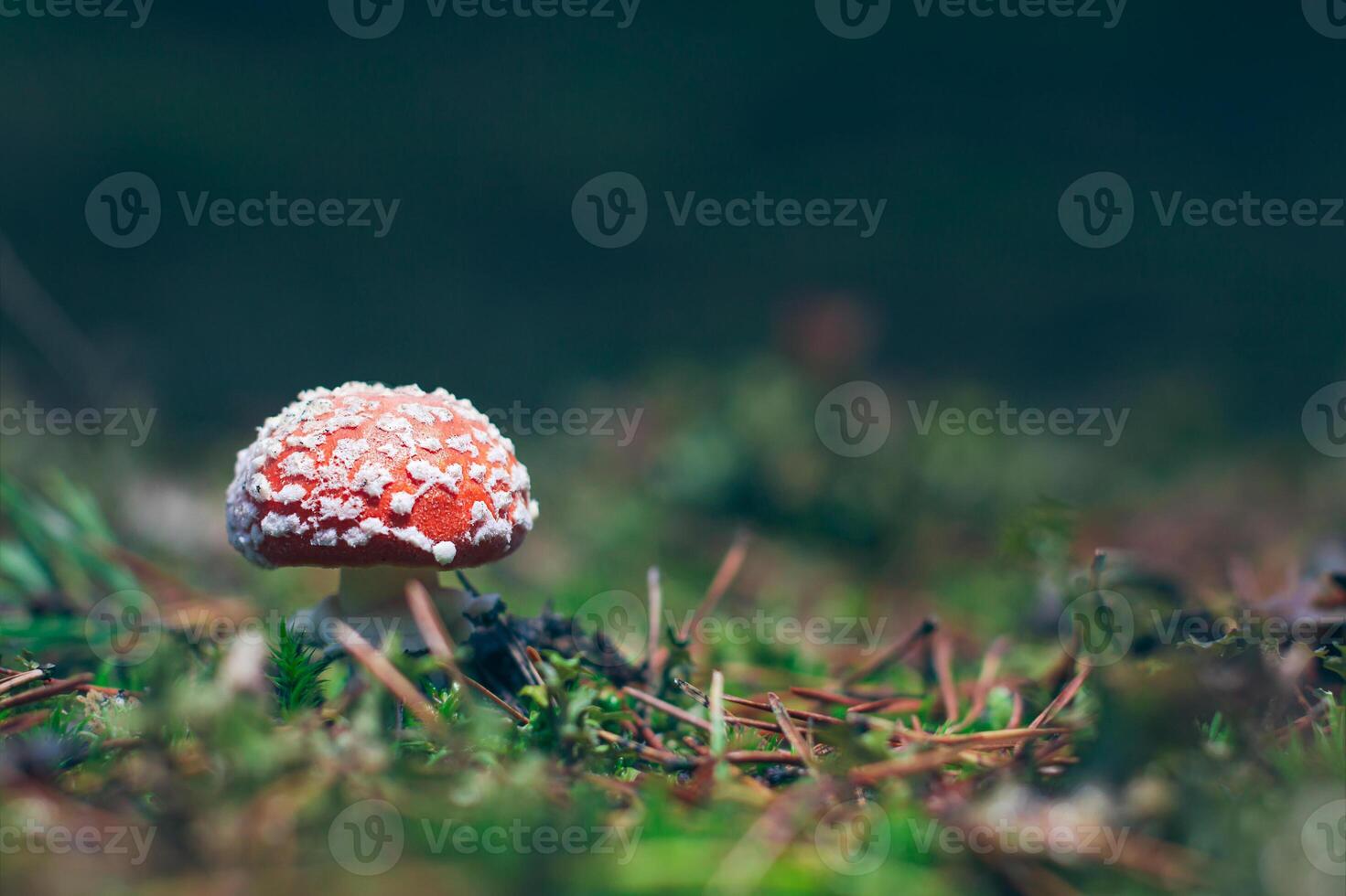 Young Amanita Muscaria, Known as the Fly Agaric or Fly Amanita. Healing and Medicinal Mushroom with Red Cap Growing in Forest. Can Be Used for Micro Dosing, Spiritual Practices and Shaman Rituals photo