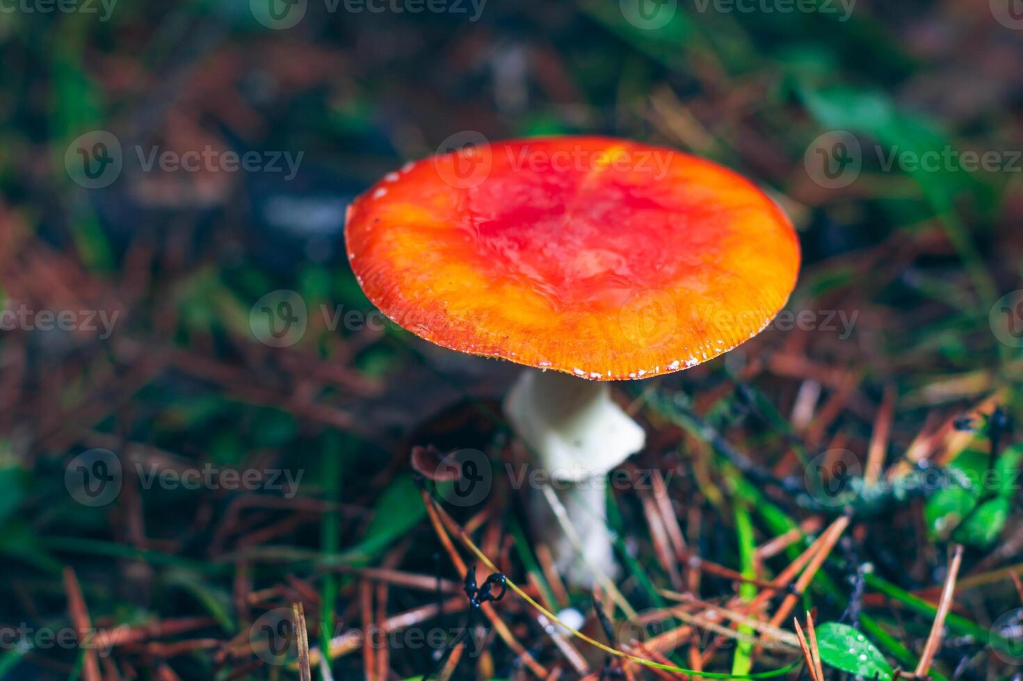 Mature Amanita Muscaria, Known as the Fly Agaric or Fly Amanita. Healing and Medicinal Mushroom with Red Cap Growing in Forest. Can Be Used for Micro Dosing, Spiritual Practices and Shaman Rituals photo