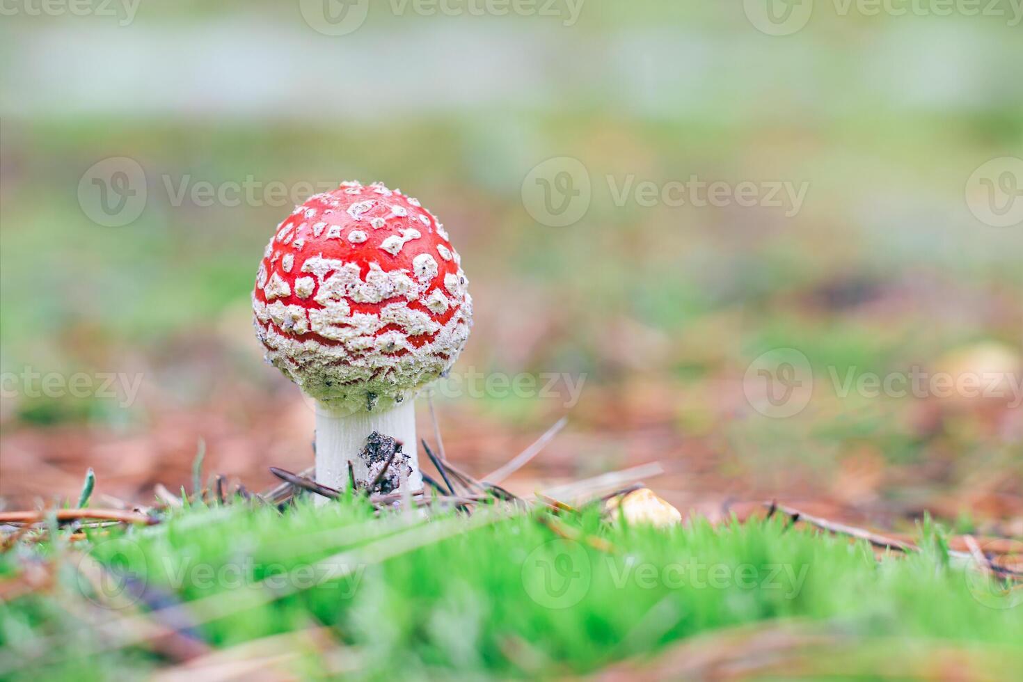 Young Amanita Muscaria, Known as the Fly Agaric or Fly Amanita. Healing and Medicinal Mushroom with Red Cap Growing in Forest. Can Be Used for Micro Dosing, Spiritual Practices and Shaman Rituals photo