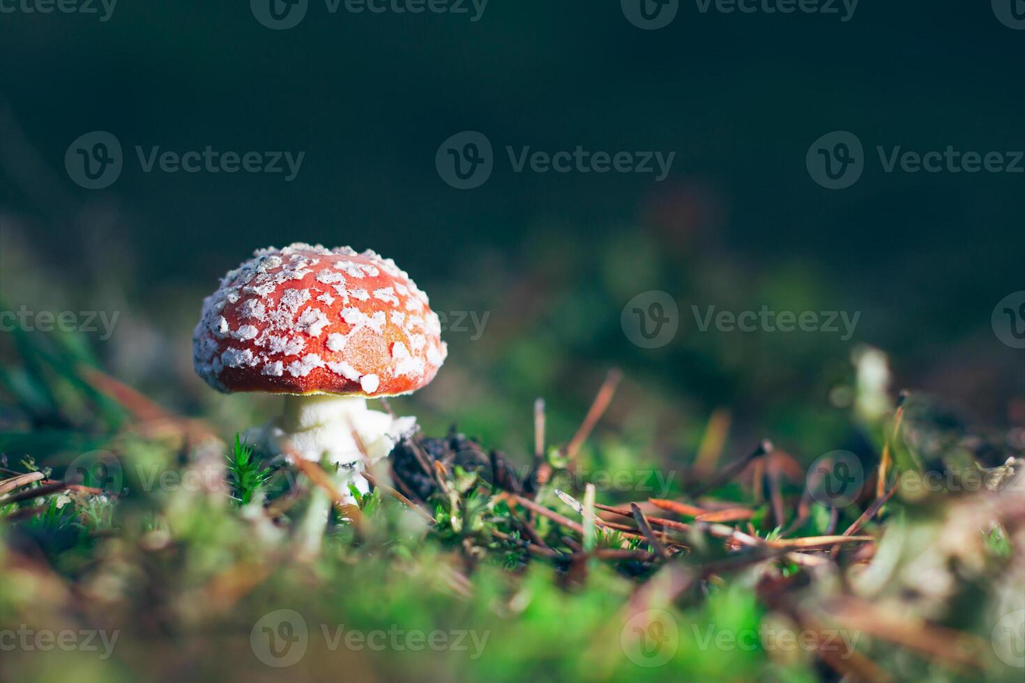 Young Amanita Muscaria, Known as the Fly Agaric or Fly Amanita. Healing and Medicinal Mushroom with Red Cap Growing in Forest. Can Be Used for Micro Dosing, Spiritual Practices and Shaman Rituals photo