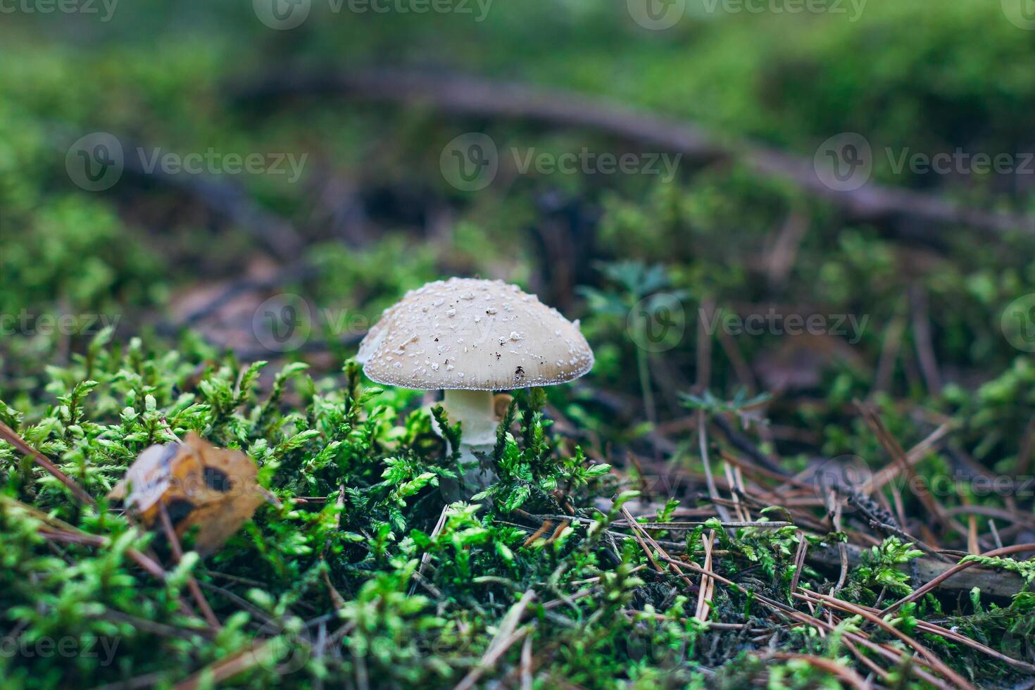 Amanita Pantherina, Known as the Panther Cap, False Blusher and Panther Amanita. Healing and Medicinal Mushroom Growing in Forest. Can Be Used for Micro Dosing, Spiritual Practices and Shaman Rituals photo