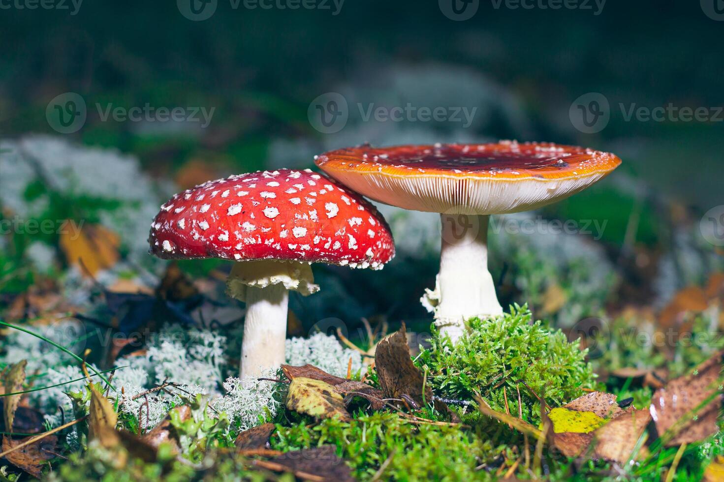 Mature Amanita Muscaria, Known as the Fly Agaric or Fly Amanita. Healing and Medicinal Mushroom with Red Cap Growing in Forest. Can Be Used for Micro Dosing, Spiritual Practices and Shaman Rituals photo