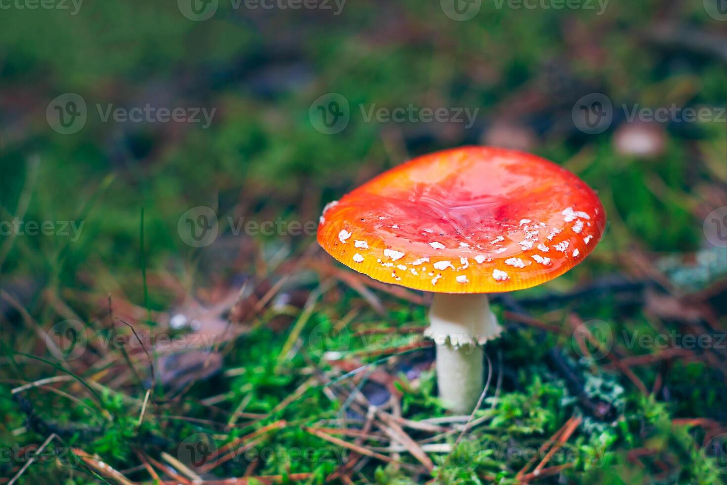 Mature Amanita Muscaria, Known as the Fly Agaric or Fly Amanita. Healing and Medicinal Mushroom with Red Cap Growing in Forest. Can Be Used for Micro Dosing, Spiritual Practices and Shaman Rituals photo