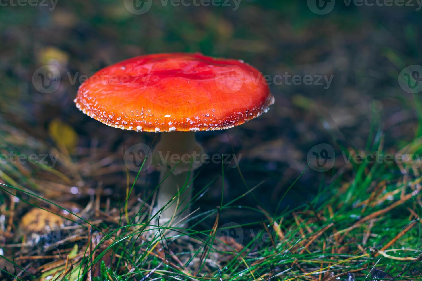 Mature Amanita Muscaria, Known as the Fly Agaric or Fly Amanita. Healing and Medicinal Mushroom with Red Cap Growing in Forest. Can Be Used for Micro Dosing, Spiritual Practices and Shaman Rituals photo