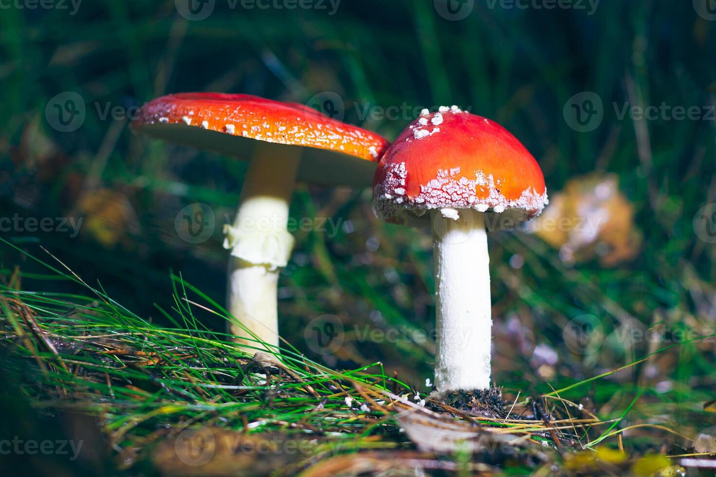 Two Amanita Muscaria, Known as the Fly Agaric or Fly Amanita. Healing and Medicinal Mushroom with Red Cap Growing in Forest. Can Be Used for Micro Dosing, Spiritual Practices and Shaman Rituals photo