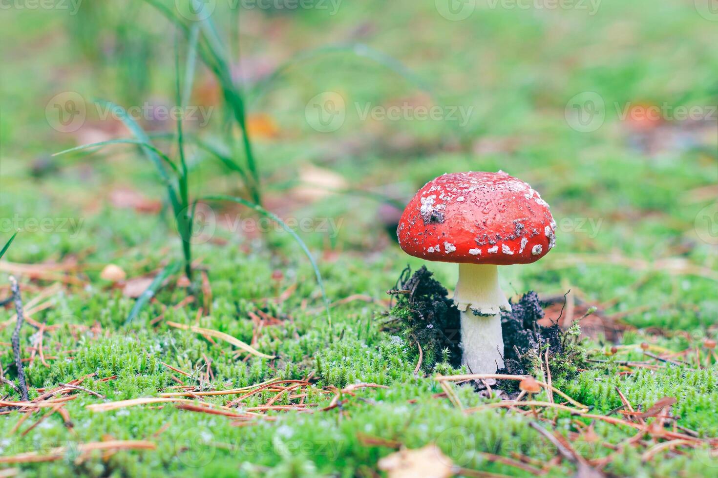 Amanita Muscaria, Known as the Fly Agaric or Fly Amanita. Healing and Medicinal Mushroom with Red Cap Growing in Forest. Can Be Used for Micro Dosing, Spiritual Practices and Shaman Rituals photo