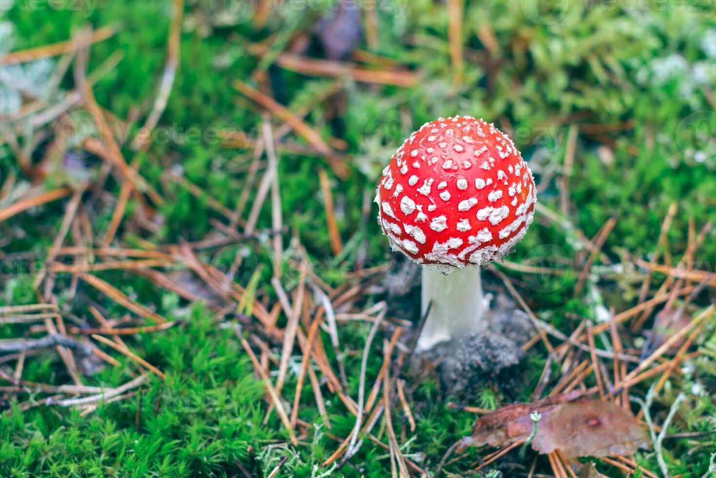 Young Amanita Muscaria, Known as the Fly Agaric or Fly Amanita. Healing and Medicinal Mushroom with Red Cap Growing in Forest. Can Be Used for Micro Dosing, Spiritual Practices and Shaman Rituals photo