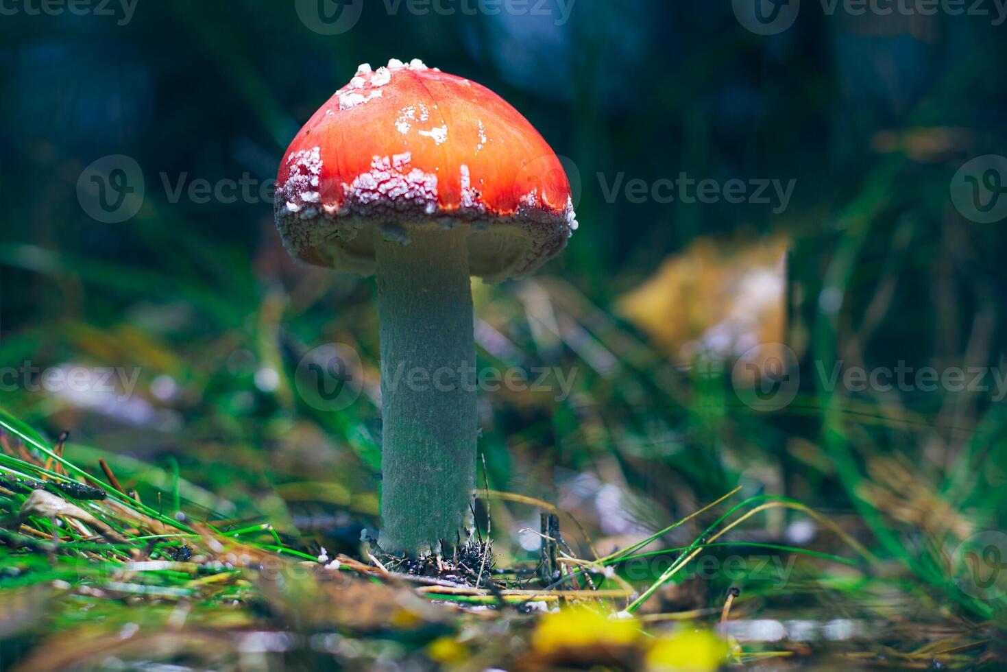 Young Amanita Muscaria, Known as the Fly Agaric or Fly Amanita. Healing and Medicinal Mushroom with Red Cap Growing in Forest. Can Be Used for Micro Dosing, Spiritual Practices and Shaman Rituals photo