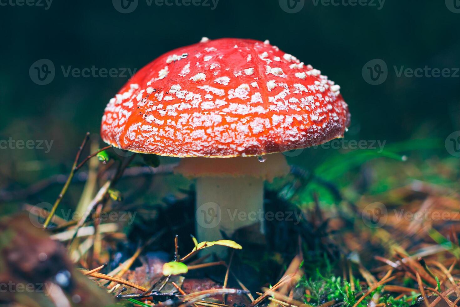 Mature Amanita Muscaria, Known as the Fly Agaric or Fly Amanita. Healing and Medicinal Mushroom with Red Cap Growing in Forest. Can Be Used for Micro Dosing, Spiritual Practices and Shaman Rituals photo