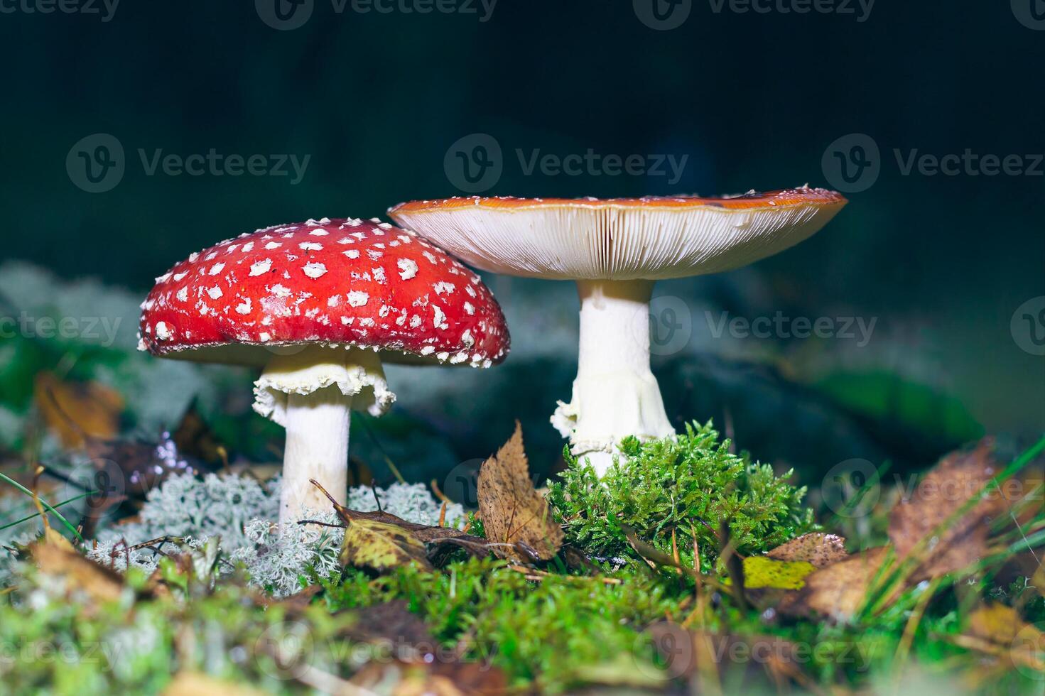 Mature Amanita Muscaria, Known as the Fly Agaric or Fly Amanita. Healing and Medicinal Mushroom with Red Cap Growing in Forest. Can Be Used for Micro Dosing, Spiritual Practices and Shaman Rituals photo