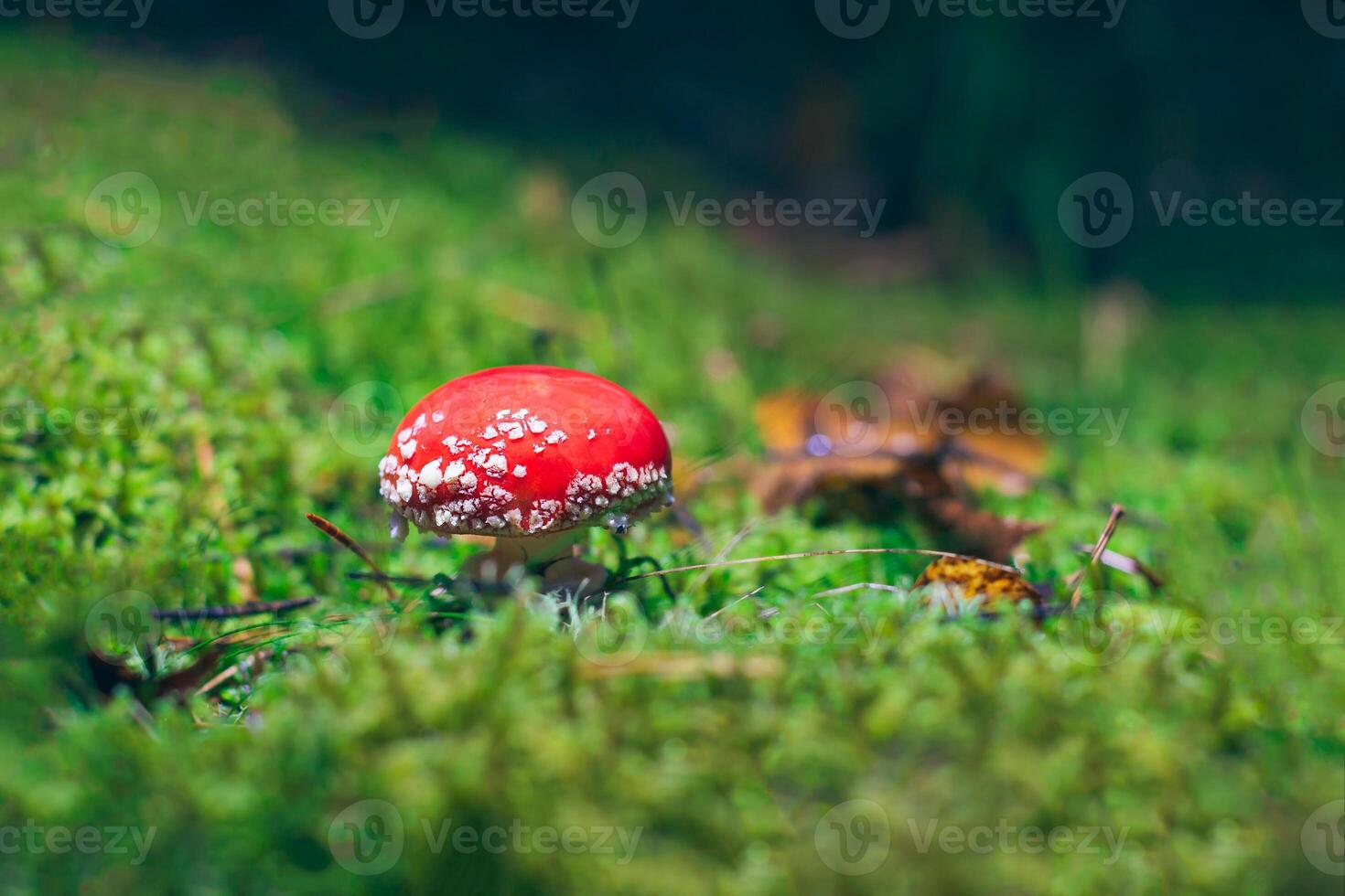 Young Amanita Muscaria, Known as the Fly Agaric or Fly Amanita. Healing and Medicinal Mushroom with Red Cap Growing in Forest. Can Be Used for Micro Dosing, Spiritual Practices and Shaman Rituals photo