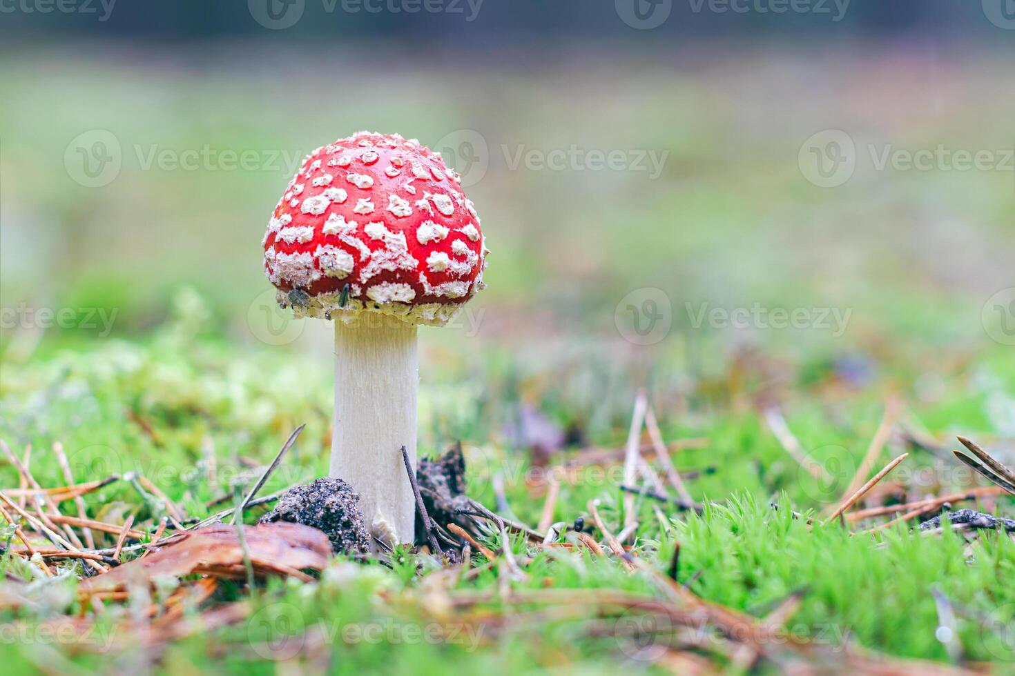 Young Amanita Muscaria, Known as the Fly Agaric or Fly Amanita. Healing and Medicinal Mushroom with Red Cap Growing in Forest. Can Be Used for Micro Dosing, Spiritual Practices and Shaman Rituals photo