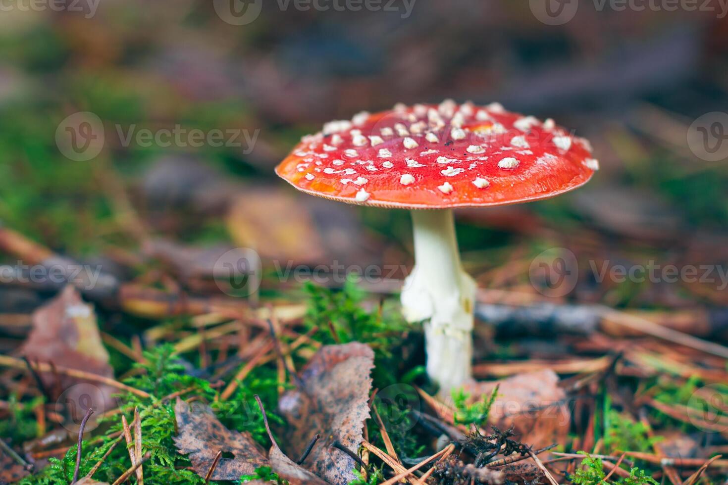 Mature Amanita Muscaria, Known as the Fly Agaric or Fly Amanita. Healing and Medicinal Mushroom with Red Cap Growing in Forest. Can Be Used for Micro Dosing, Spiritual Practices and Shaman Rituals photo