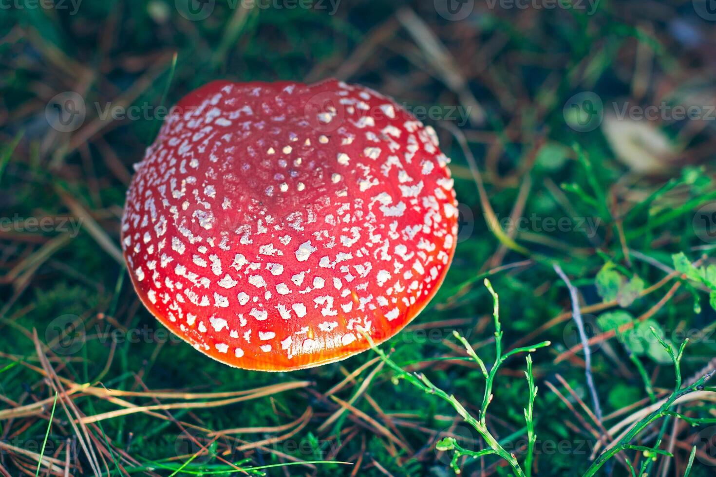 Mature Amanita Muscaria, Known as the Fly Agaric or Fly Amanita. Healing and Medicinal Mushroom with Red Cap Growing in Forest. Can Be Used for Micro Dosing, Spiritual Practices and Shaman Rituals photo