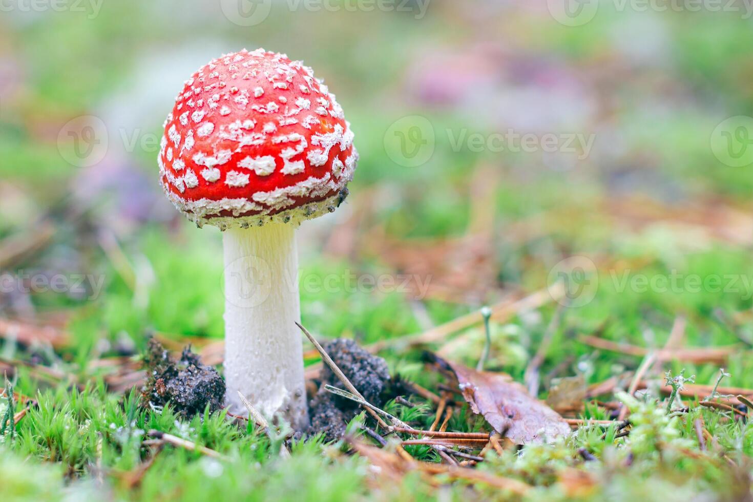 Young Amanita Muscaria, Known as the Fly Agaric or Fly Amanita. Healing and Medicinal Mushroom with Red Cap Growing in Forest. Can Be Used for Micro Dosing, Spiritual Practices and Shaman Rituals photo