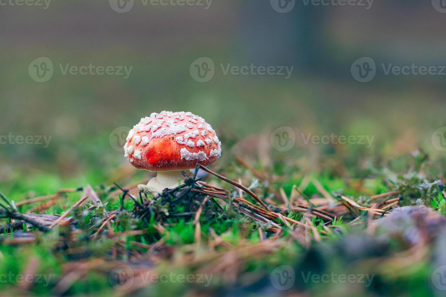 Young Amanita Muscaria, Known as the Fly Agaric or Fly Amanita. Healing and Medicinal Mushroom with Red Cap Growing in Forest. Can Be Used for Micro Dosing, Spiritual Practices and Shaman Rituals photo