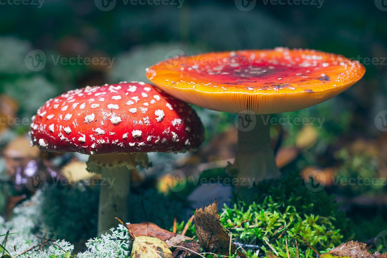 Mature Amanita Muscaria, Known as the Fly Agaric or Fly Amanita. Healing and Medicinal Mushroom with Red Cap Growing in Forest. Can Be Used for Micro Dosing, Spiritual Practices and Shaman Rituals photo