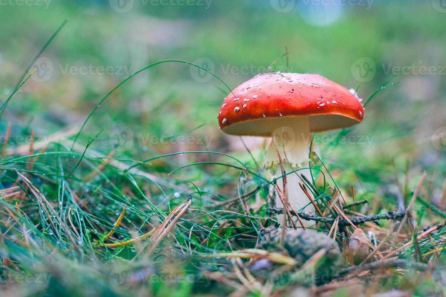Mature Amanita Muscaria, Known as the Fly Agaric or Fly Amanita. Healing and Medicinal Mushroom with Red Cap Growing in Forest. Can Be Used for Micro Dosing, Spiritual Practices and Shaman Rituals photo