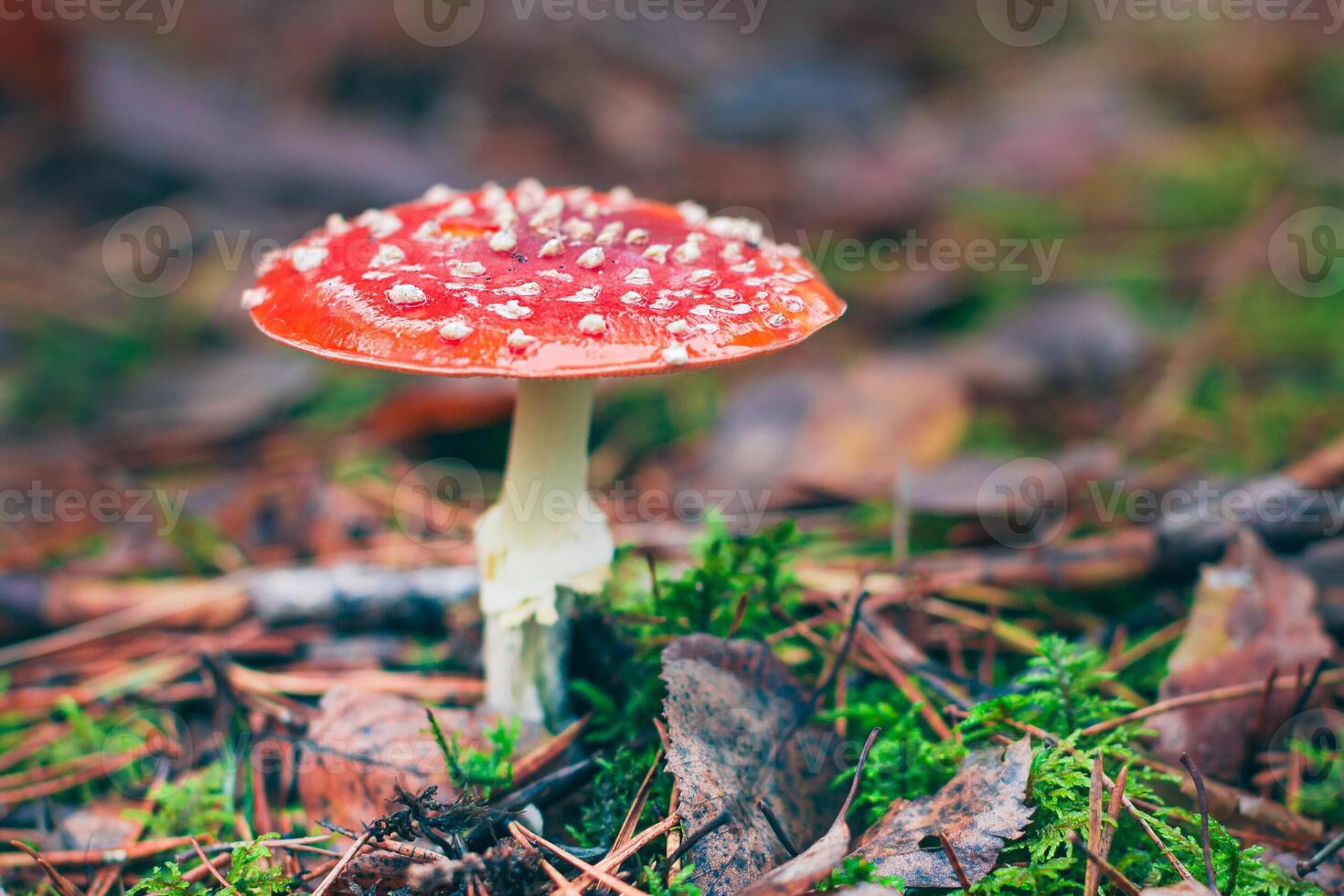 Mature Amanita Muscaria, Known as the Fly Agaric or Fly Amanita. Healing and Medicinal Mushroom with Red Cap Growing in Forest. Can Be Used for Micro Dosing, Spiritual Practices and Shaman Rituals photo