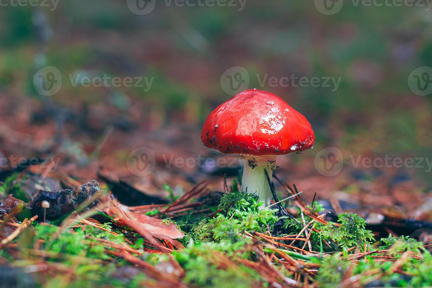 Amanita Muscaria, Known as the Fly Agaric or Fly Amanita. Healing and Medicinal Mushroom with Red Cap Growing in Forest. Can Be Used for Micro Dosing, Spiritual Practices and Shaman Rituals photo