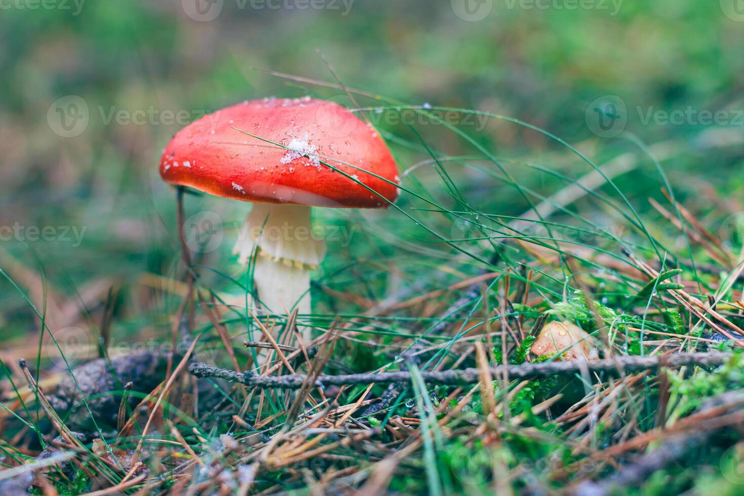 Amanita Muscaria, Known as the Fly Agaric or Fly Amanita. Healing and Medicinal Mushroom with Red Cap Growing in Forest. Can Be Used for Micro Dosing, Spiritual Practices and Shaman Rituals photo