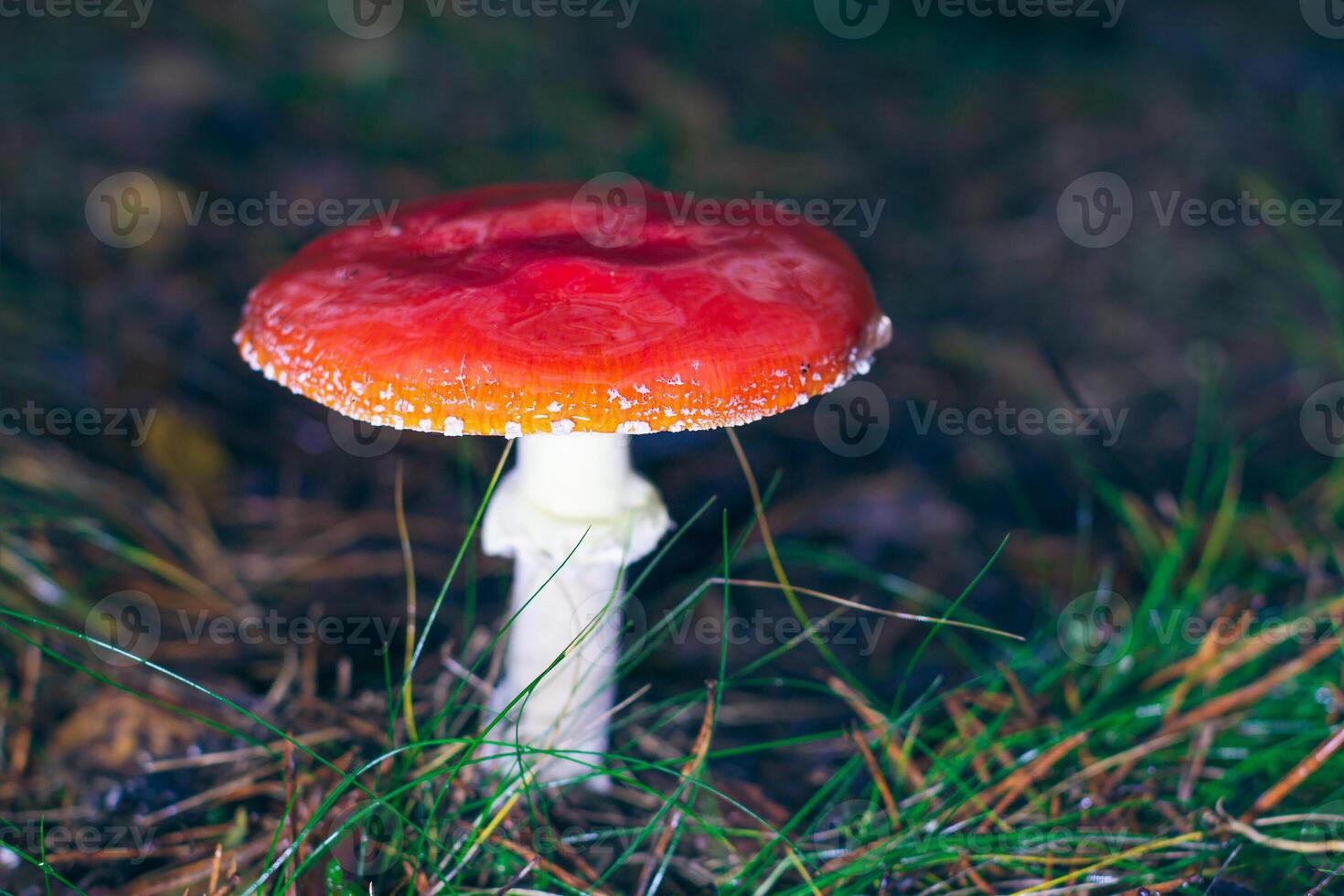 Mature Amanita Muscaria, Known as the Fly Agaric or Fly Amanita. Healing and Medicinal Mushroom with Red Cap Growing in Forest. Can Be Used for Micro Dosing, Spiritual Practices and Shaman Rituals photo