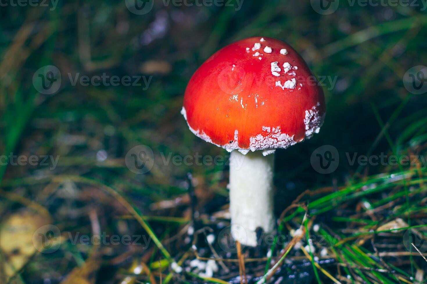 Young Amanita Muscaria, Known as the Fly Agaric or Fly Amanita. Healing and Medicinal Mushroom with Red Cap Growing in Forest. Can Be Used for Micro Dosing, Spiritual Practices and Shaman Rituals photo
