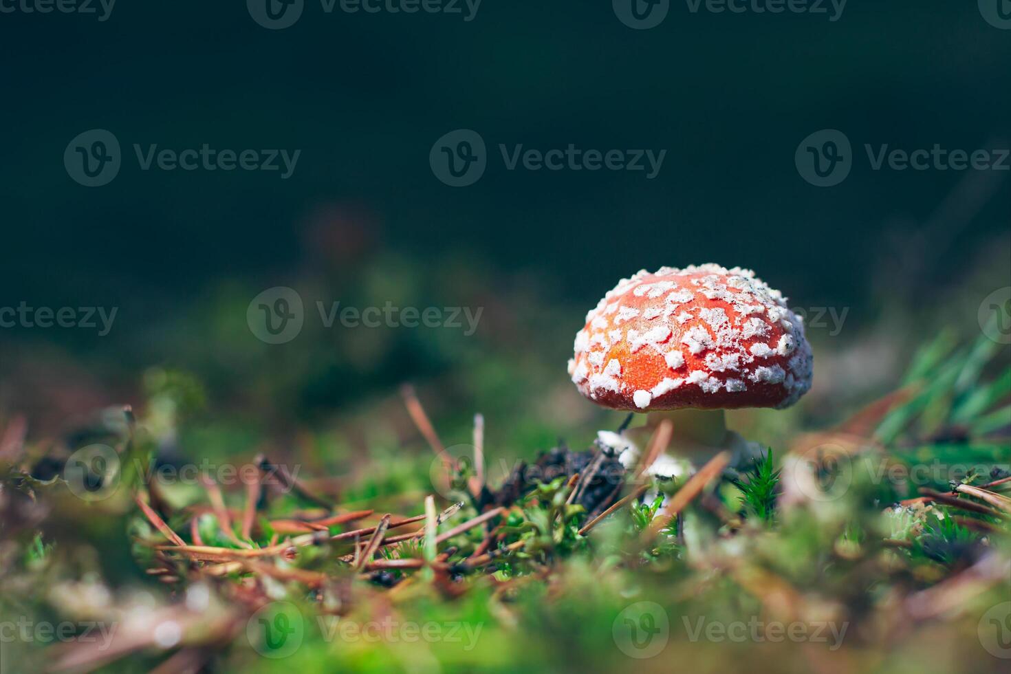 Young Amanita Muscaria, Known as the Fly Agaric or Fly Amanita. Healing and Medicinal Mushroom with Red Cap Growing in Forest. Can Be Used for Micro Dosing, Spiritual Practices and Shaman Rituals photo