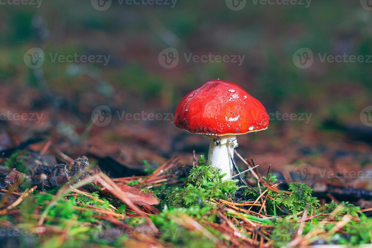Amanita Muscaria, Known as the Fly Agaric or Fly Amanita. Healing and Medicinal Mushroom with Red Cap Growing in Forest. Can Be Used for Micro Dosing, Spiritual Practices and Shaman Rituals photo