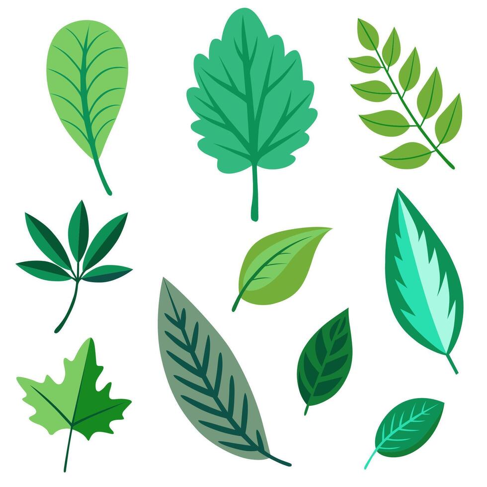 Set of Different Leaf Designs vector